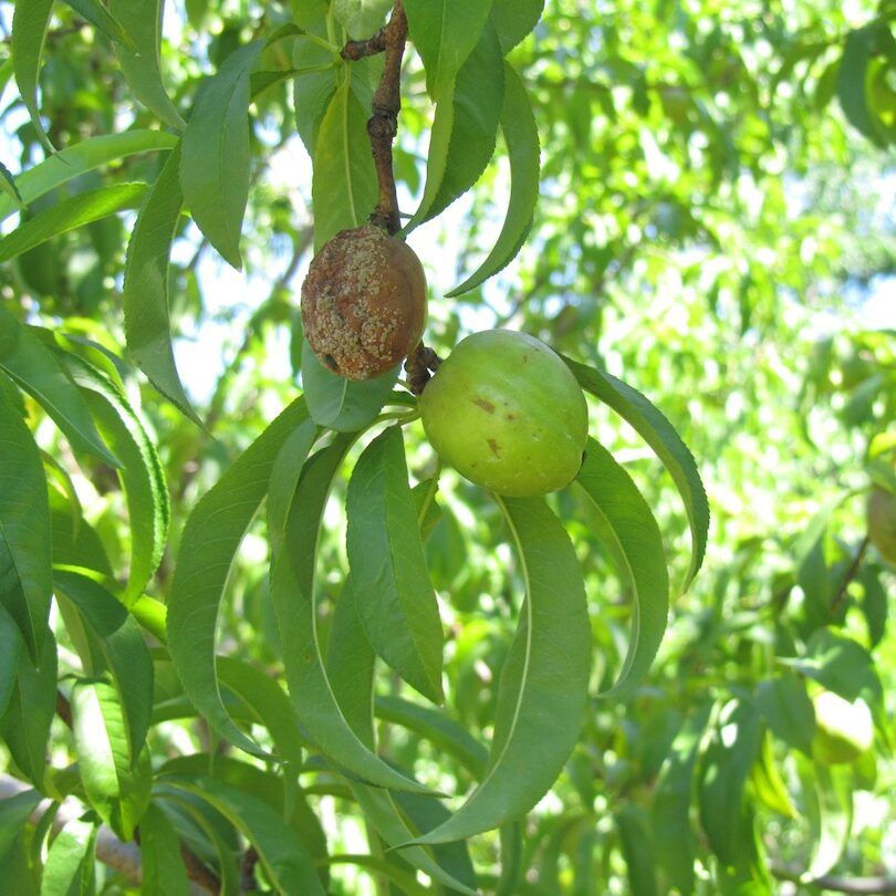 Nectarine Brown Rot