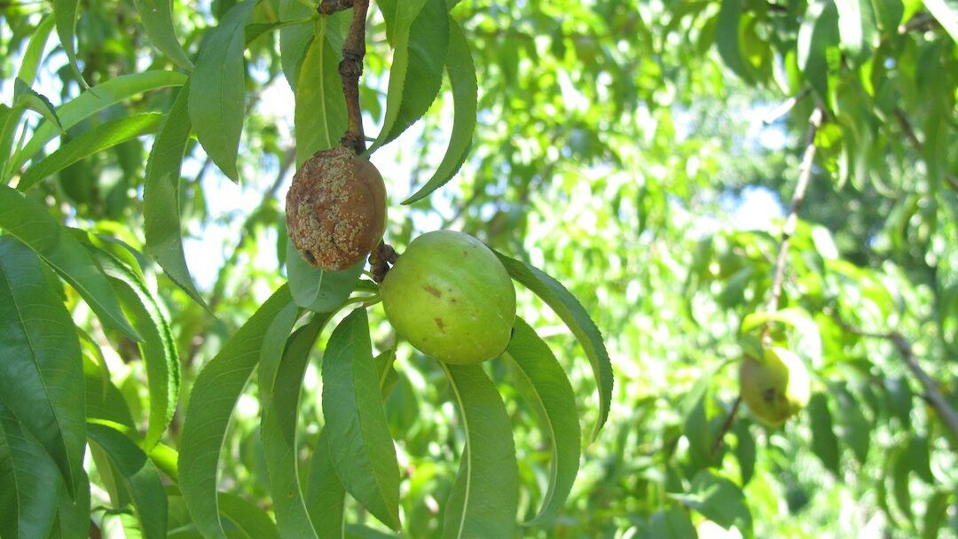 Nectarine Brown Rot