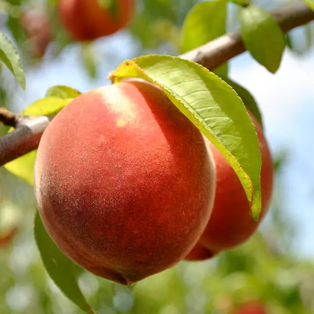 Ripe Peach on Tree Ripe Peach on Tree