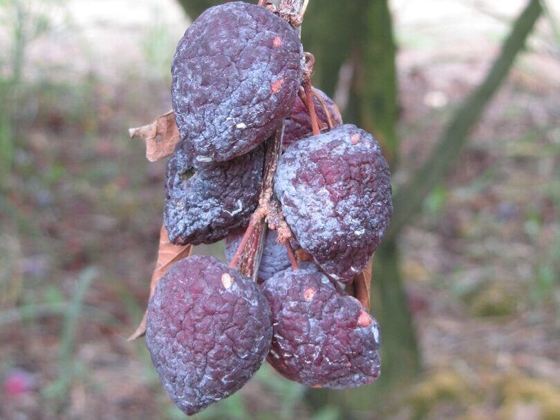 Plum Brown Rot Mummies