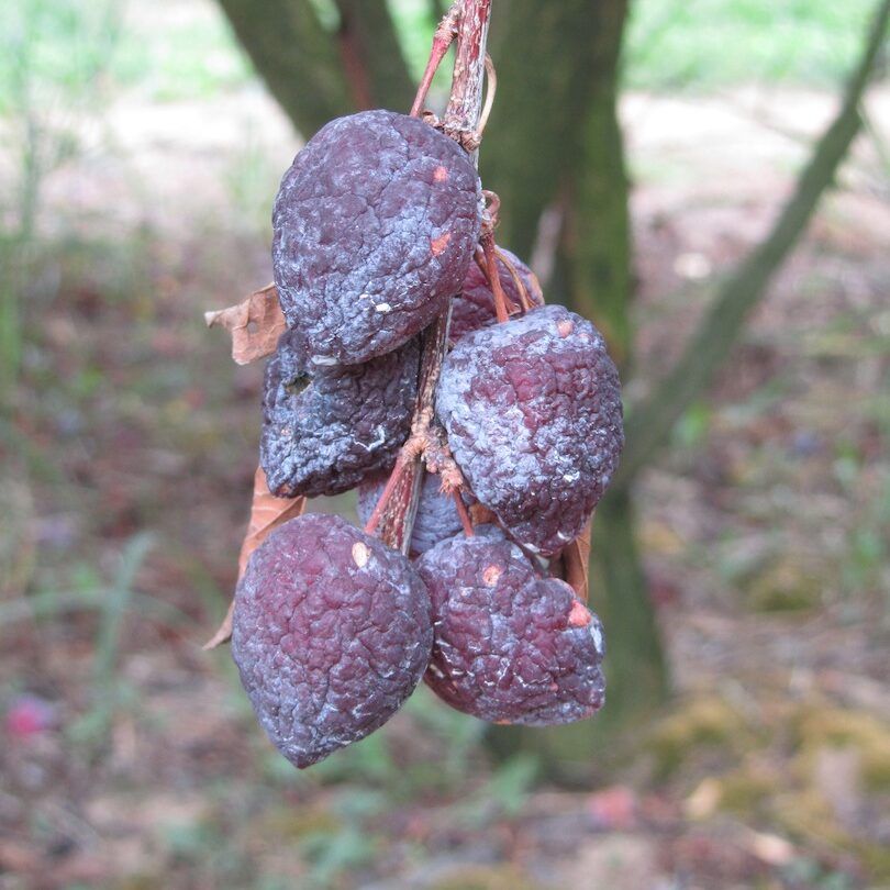 Plum Brown Rot Mummies