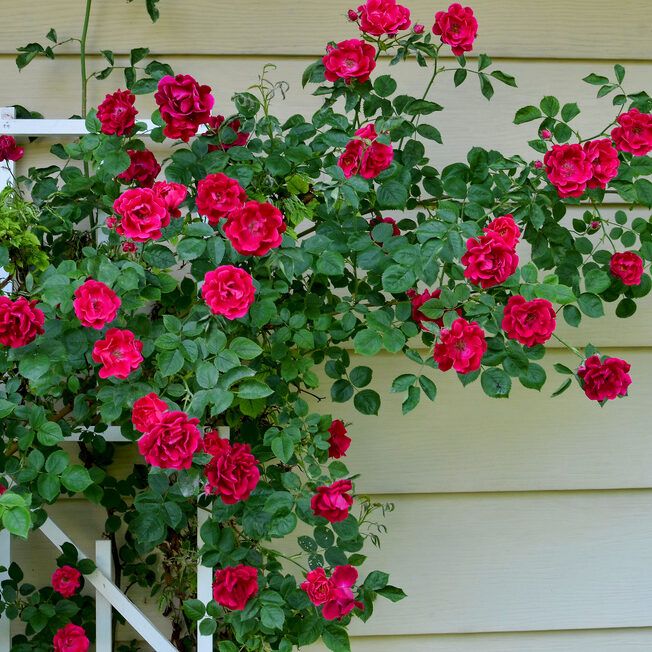 Red Climbing Roses