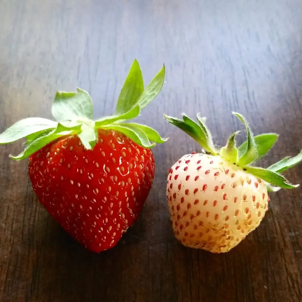 Red and White Strawberries Red and White Strawberries