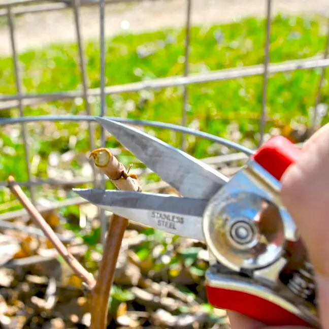 Scratch Test Berry Plant Pruning (Green Wood)