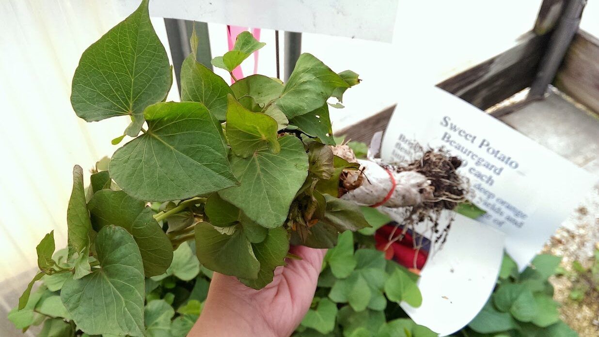 Sweet Potato Plant Bundle