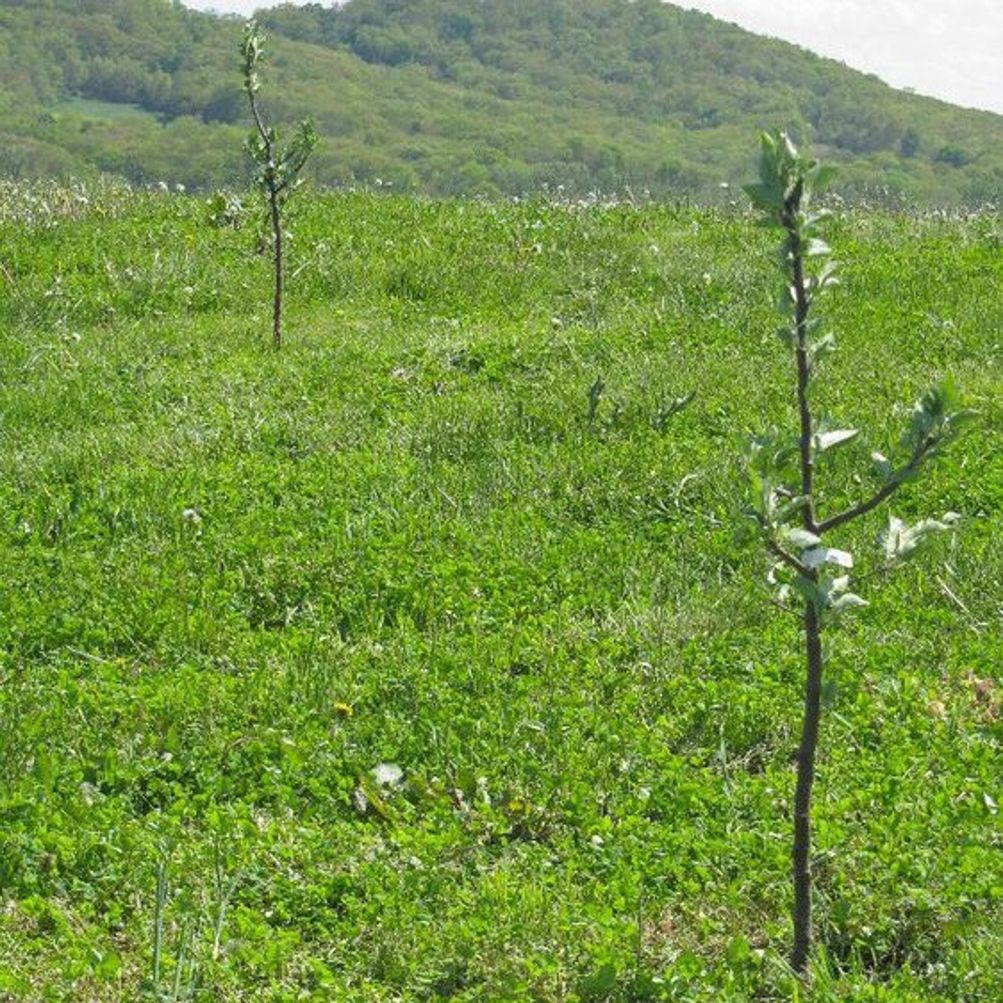 Stages of Apple Tree Growth: What to Expect After Planting - Stark Bro's