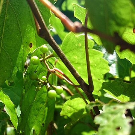 Photo of young muscadine grapes