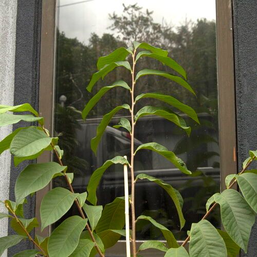 leafy pawpaw tree 