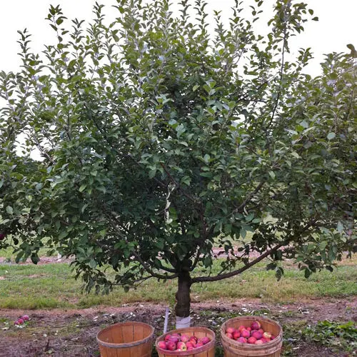 Semi-Dwarf Apple Tree Fruit tree
