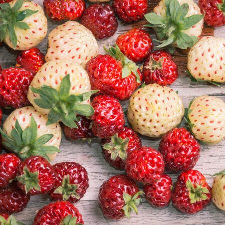 Red and white strawberries