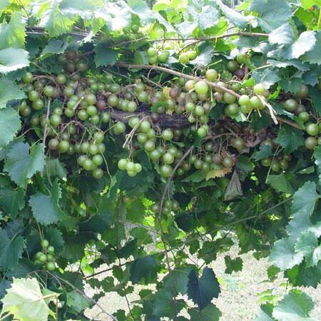 Triumph Muscadine Grapes