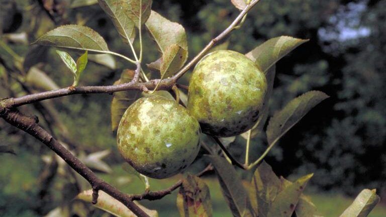 Sooty Blotch on Apple Fruit