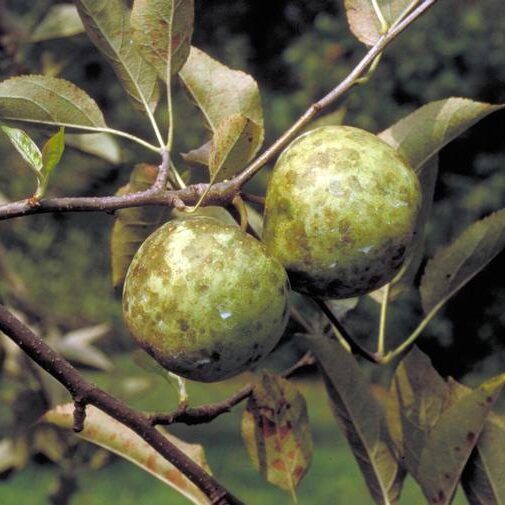 Sooty Blotch on Apple Fruit