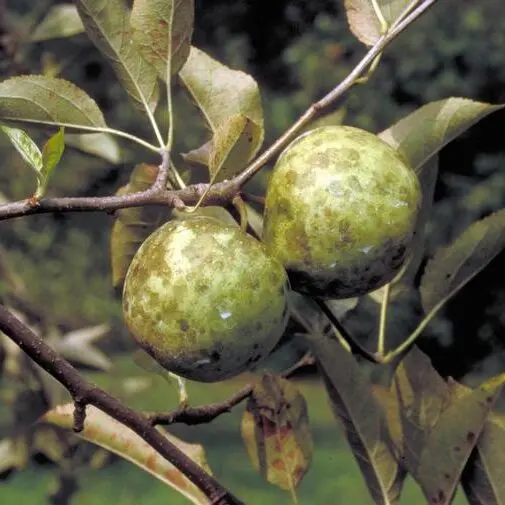 Sooty Blotch on Apple Fruit