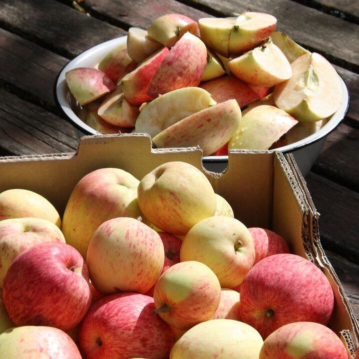 Harvested Apples Ready to be Turned into Apple Butter