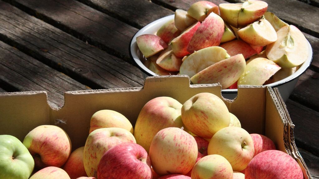 Harvested Apples Ready to be Turned into Apple Butter