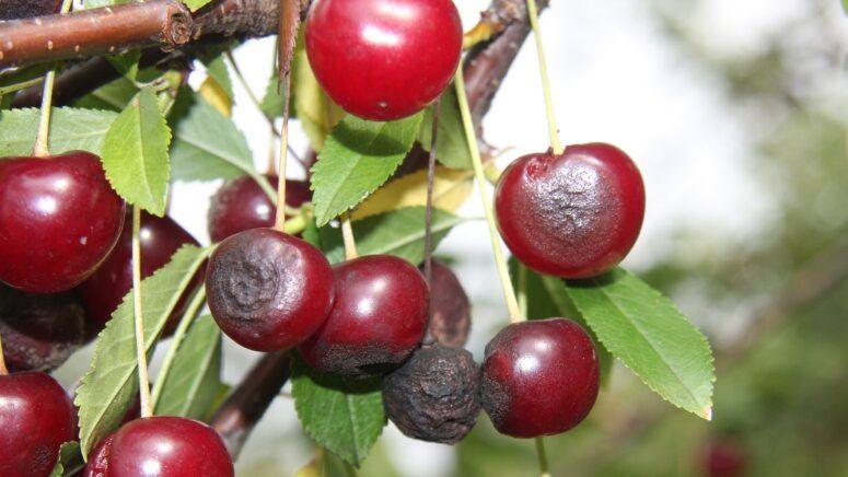 Bitter Rot on Cherry Fruit