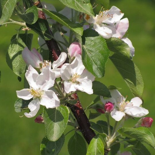 close up of spring blooms