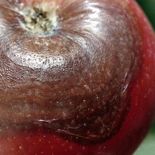 Black Rot on Apple Fruit