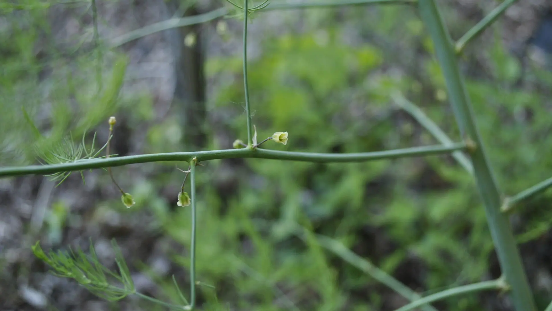 Image of Asparagus Flowers