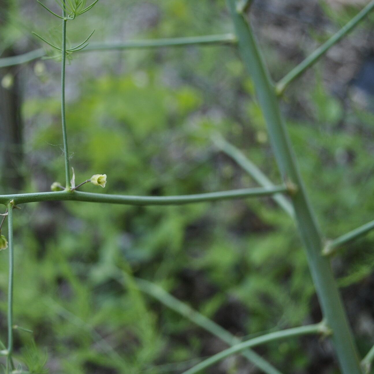 Image of Asparagus Flowers