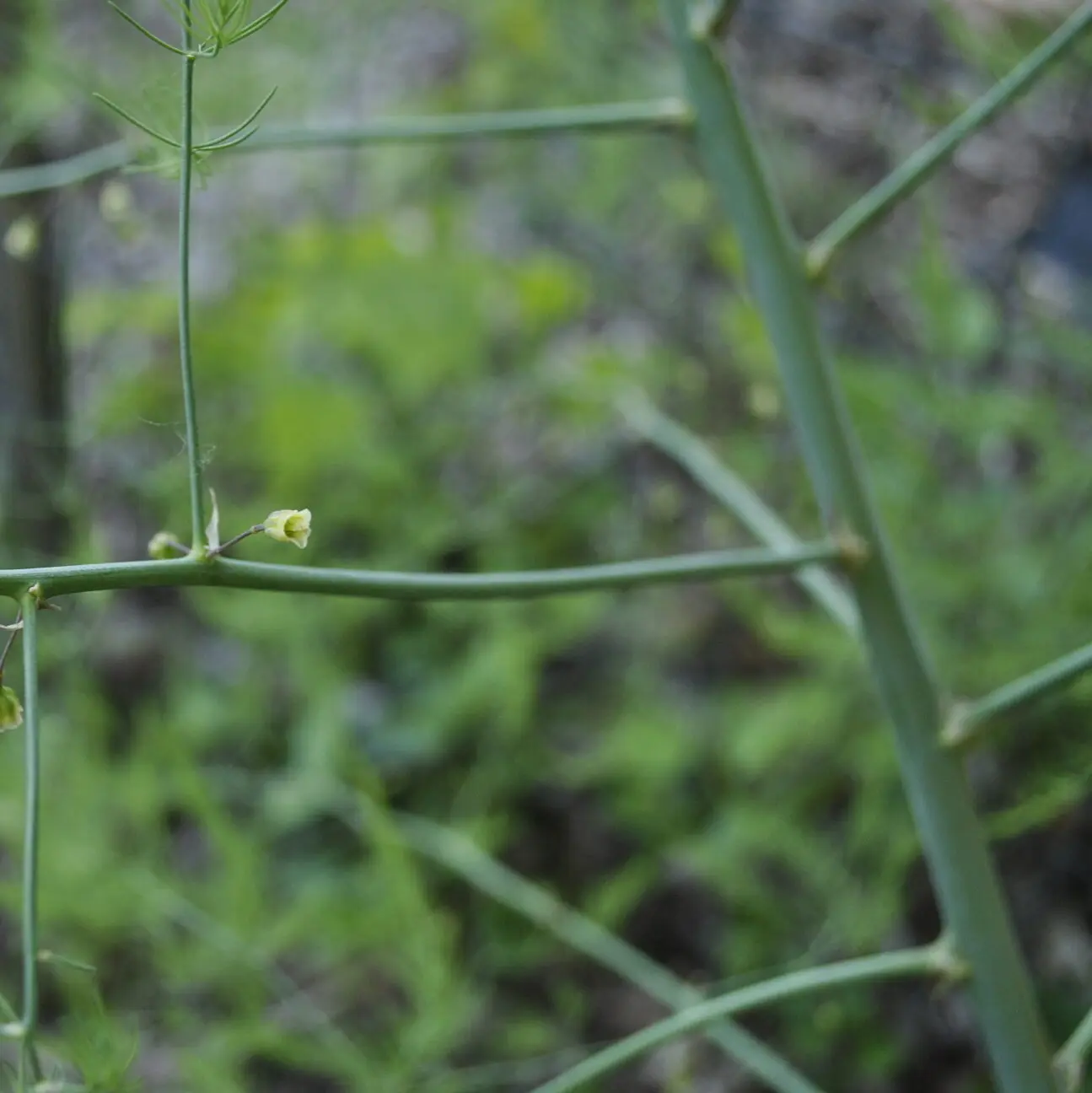 Image of Asparagus Flowers