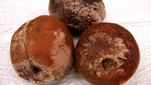 Brown Rot on Stone Fruits