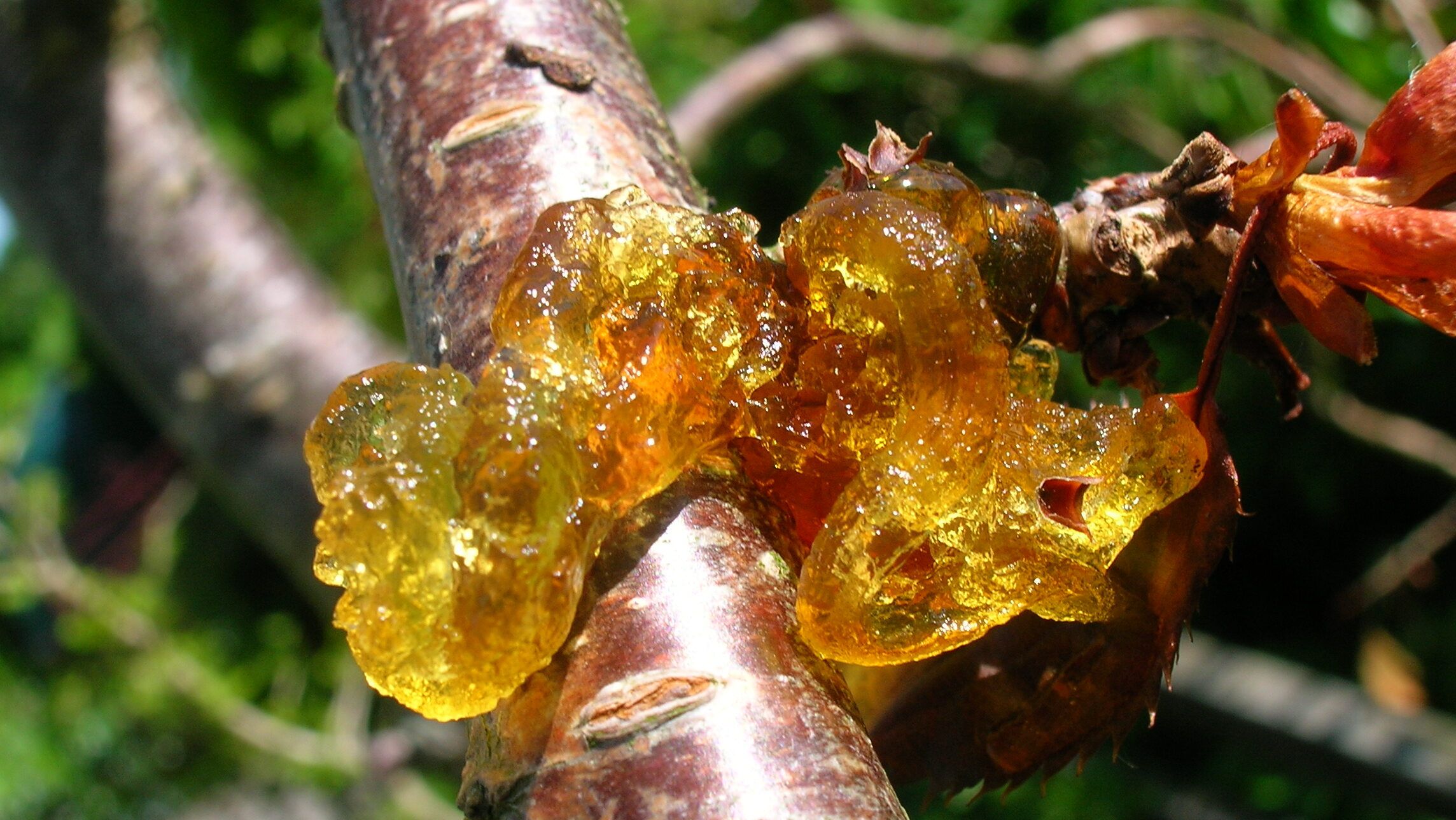 Gummosis on Cherry Tree