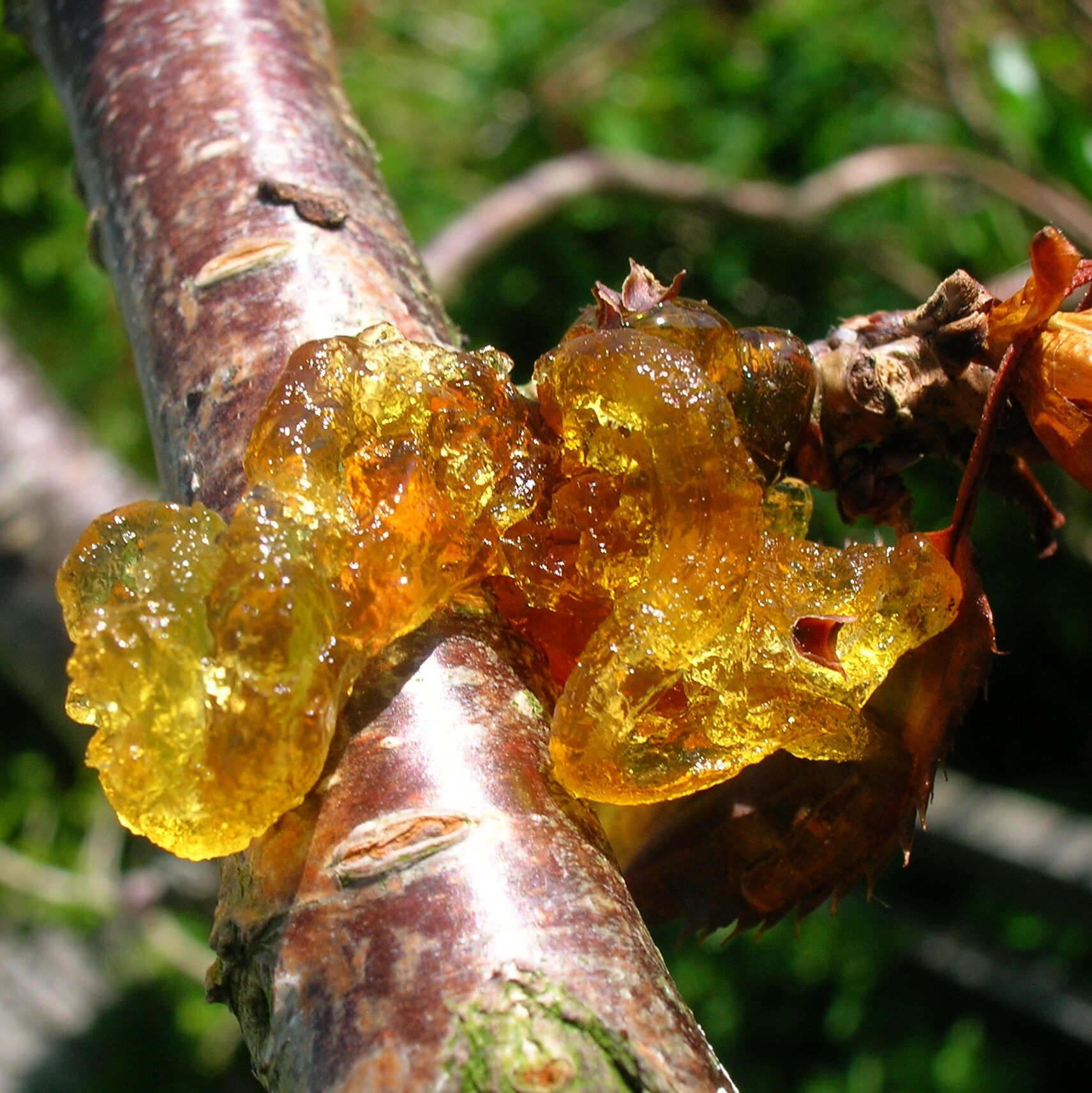 Gummosis on Cherry Tree