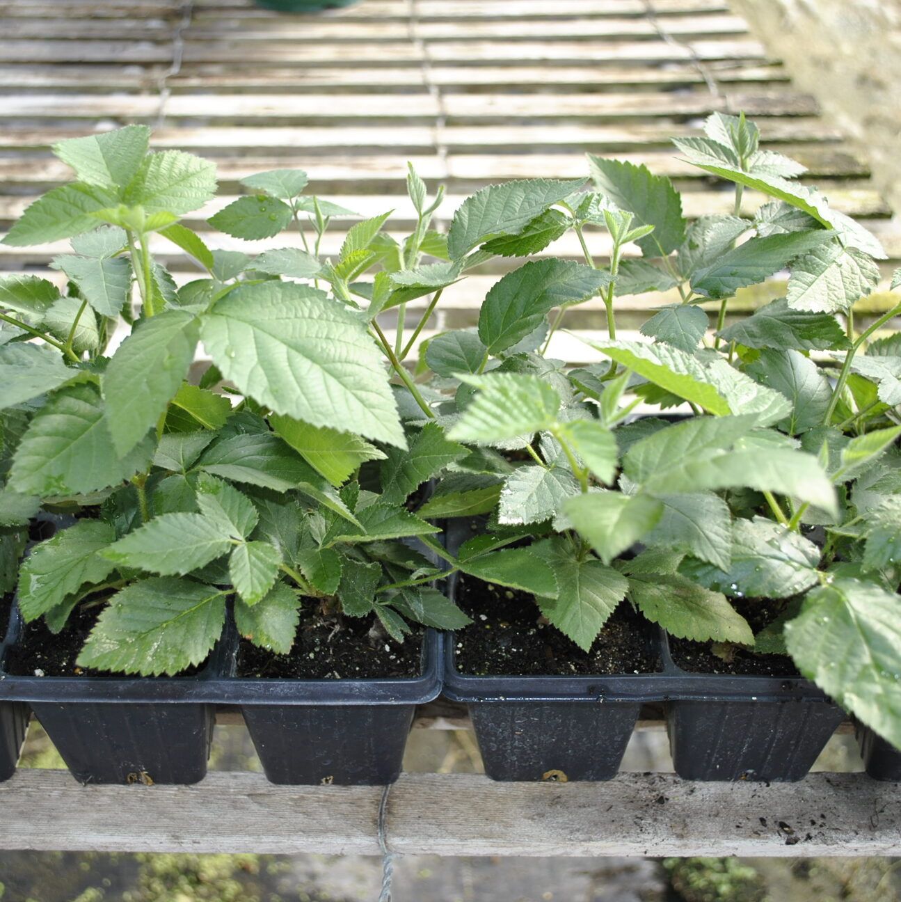 6-pack Blackberry Plants