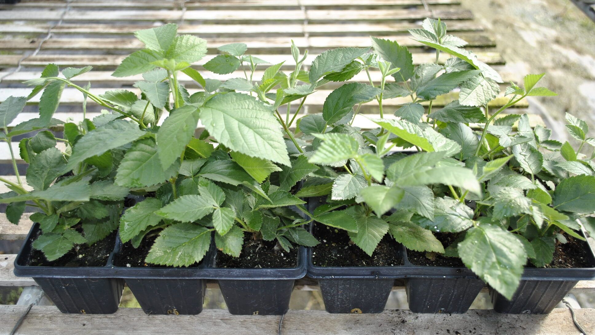 6-pack Blackberry Plants