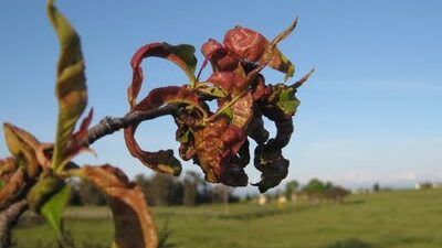 Peach Leaf Curl on Peach Leaves