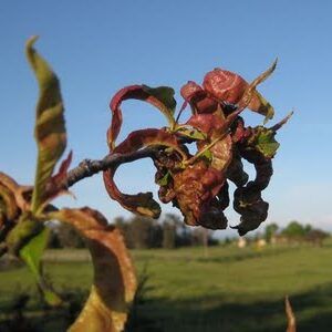 Peach Leaf Curl on Peach Leaves