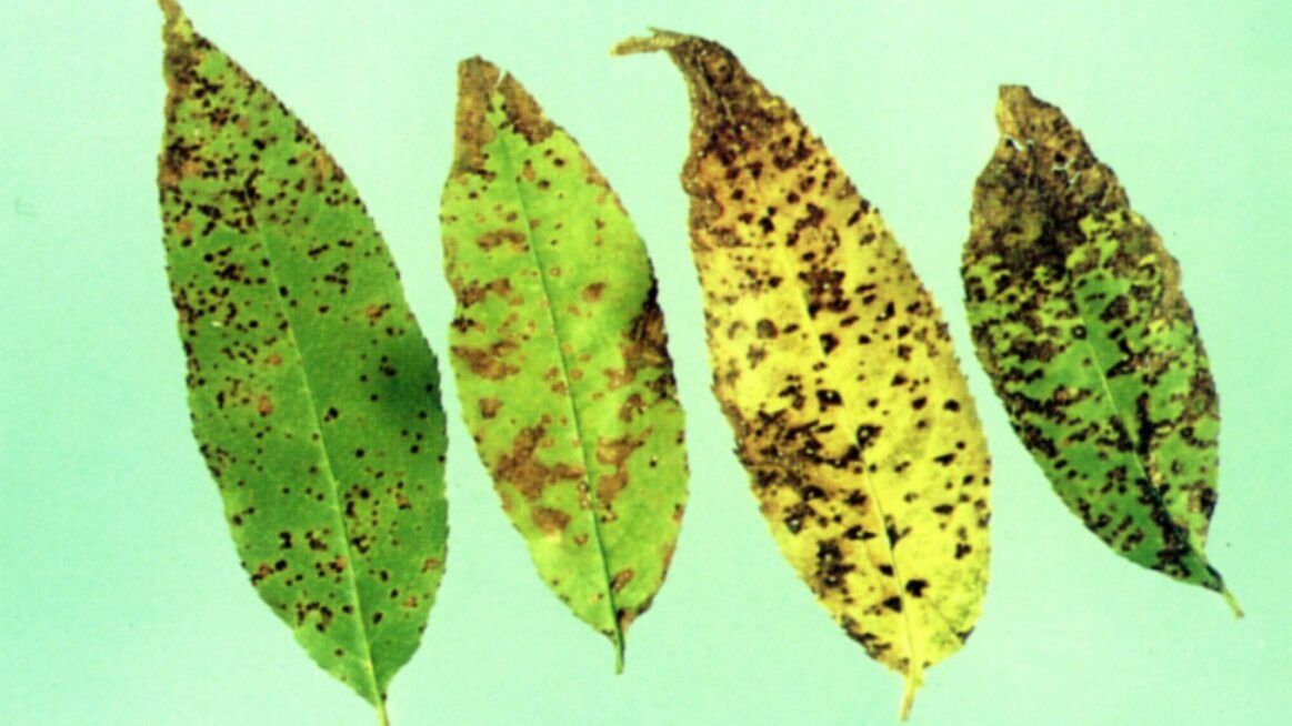 Leaf Spot on Cherry Leaves