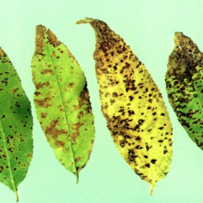 Leaf Spot on Cherry Leaves