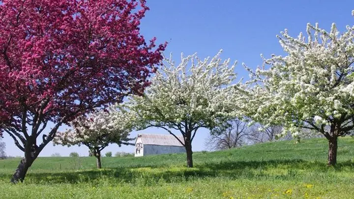 trees in bloom