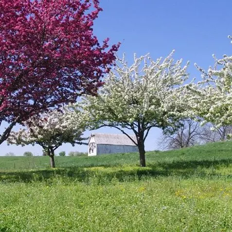 trees in bloom