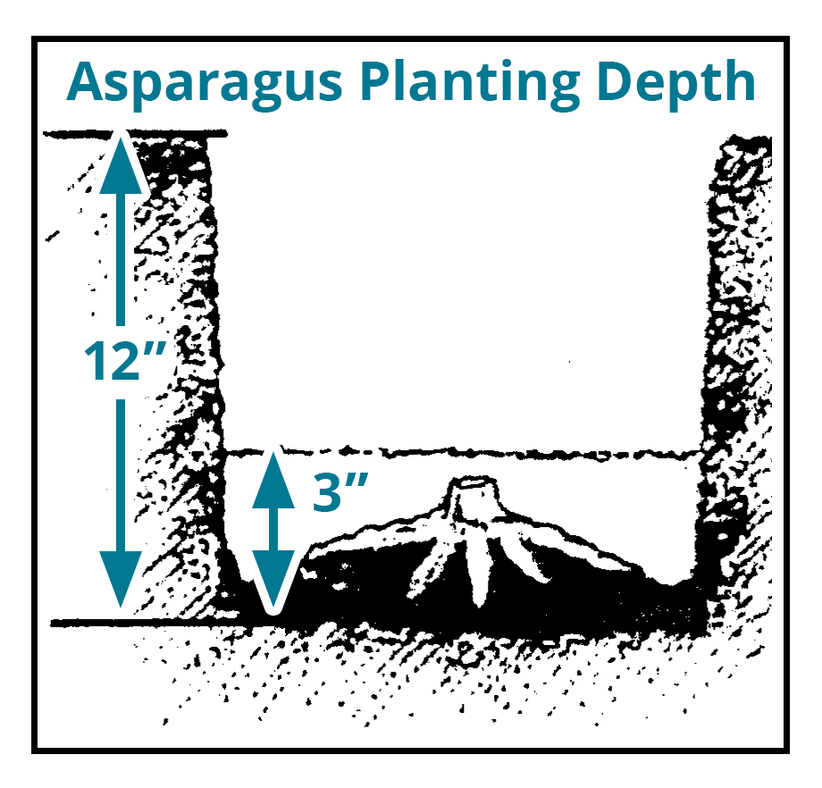 Illustration of Planting Asparagus Depth