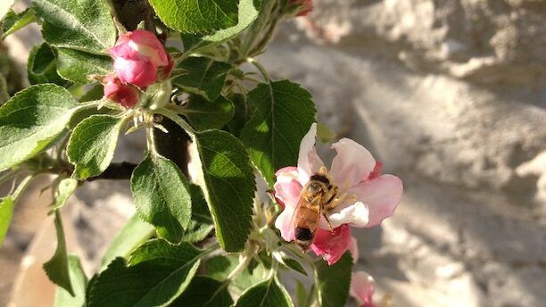 Bee on Apple King Bloom