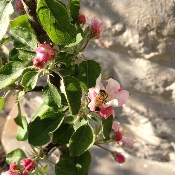 Bee on Apple King Bloom