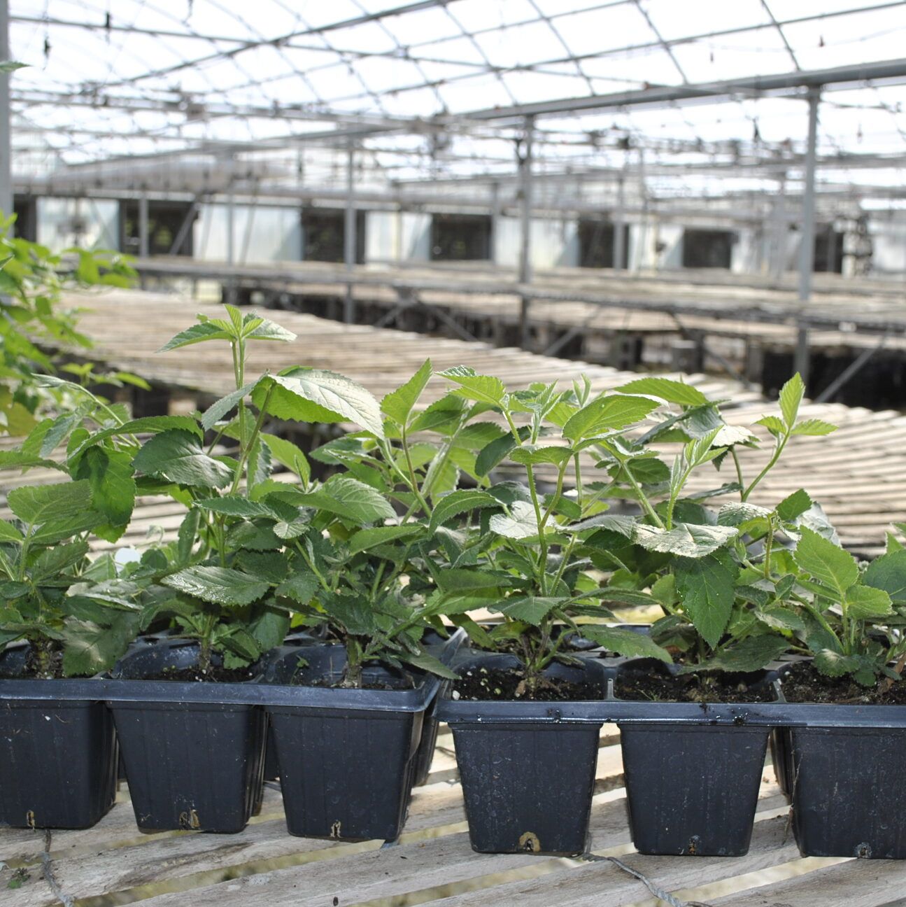 Erect Blackberry Plants Jumbo-6 Pack