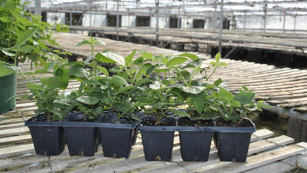 Which Blackberry Plants to Trellis - Stark Bro's