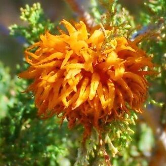 Cedar Rust on Juniper Tree, orange gall