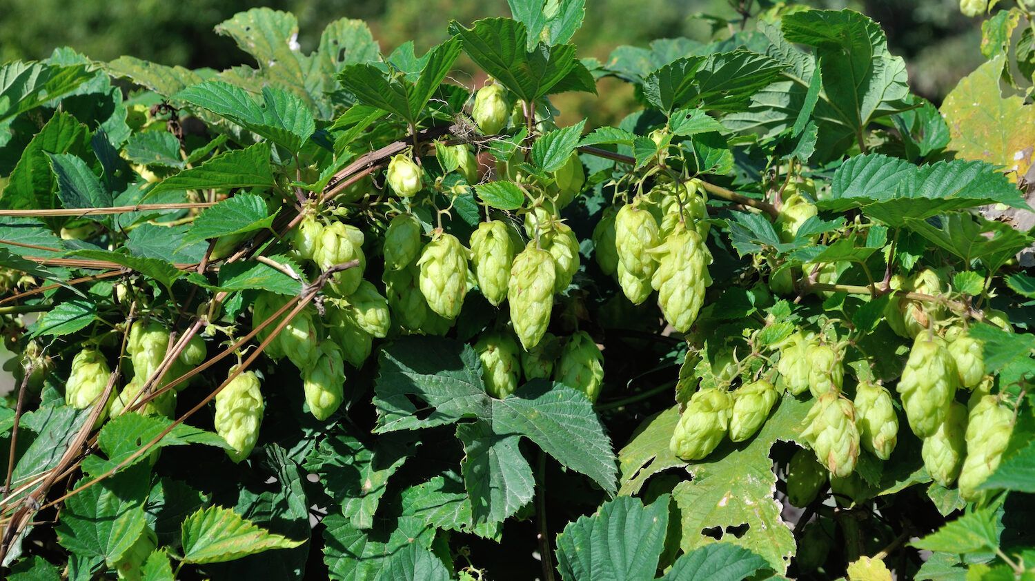 Cascade Hops via Shutterstock