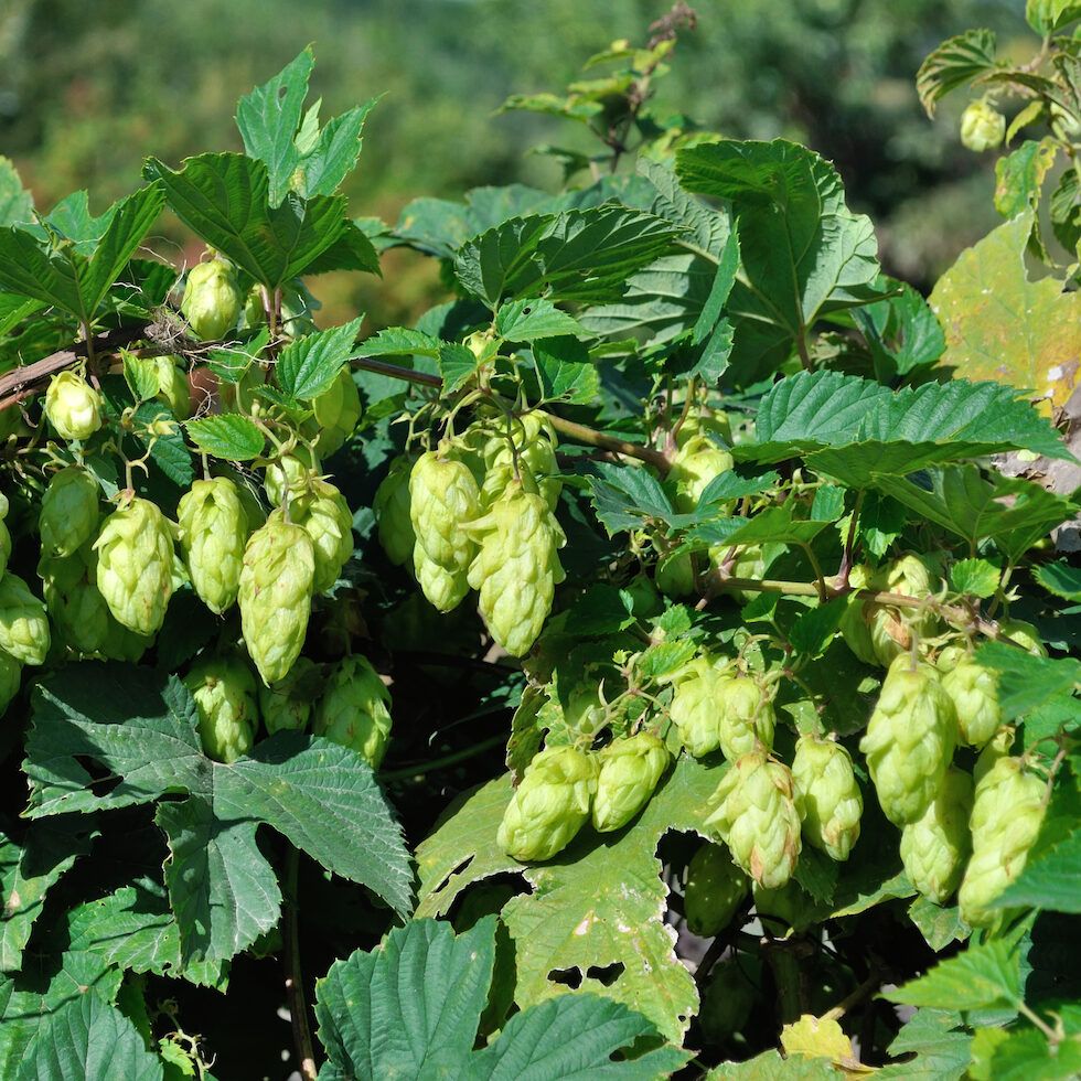 Cascade Hops via Shutterstock