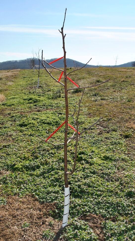 Pruned Dormant Tree with Limb Spreaders