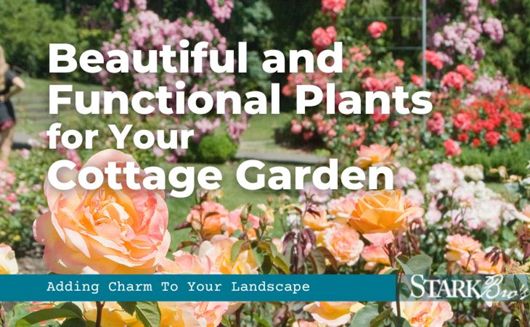 Beautiful and Functional Plants for your Cottage Garden