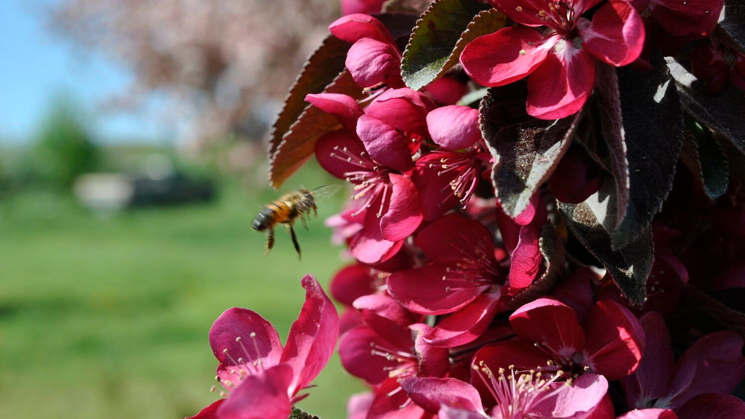 Crabapple & Bee