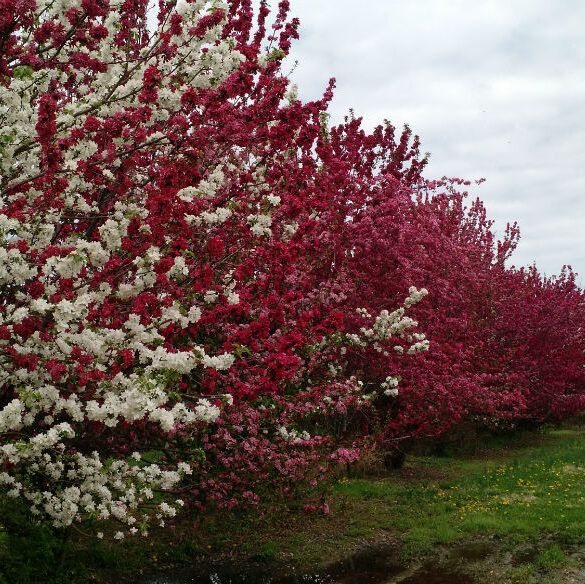 Row of crabapple trees