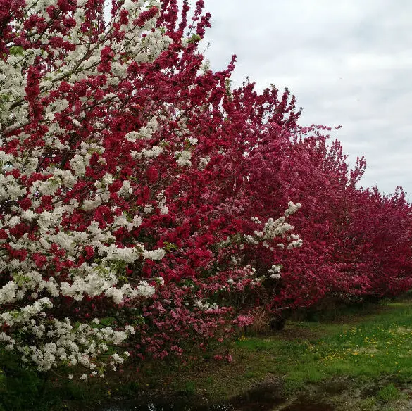 Row of crabapple trees